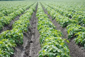 Energiedip voorkomen: geef je gewas de juiste nutriënten, geen cafeïneshot