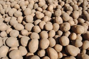 Flikweert Vision introduceert nieuwe QualityGrader voor aardappelen en uien 