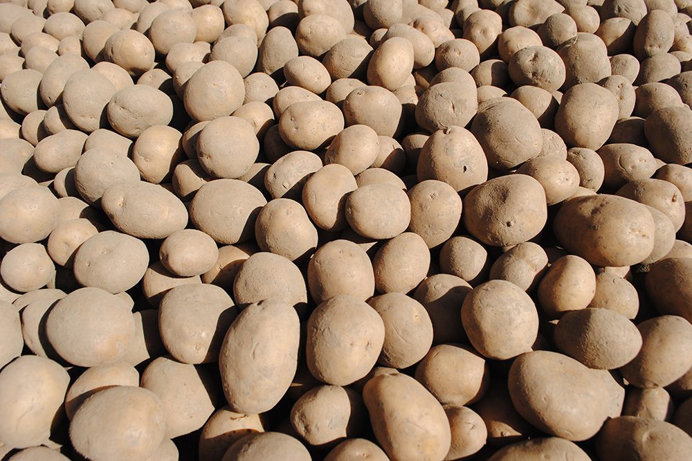 Flikweert Vision introduceert nieuwe QualityGrader voor aardappelen en uien 