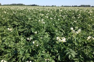 Productie van Belgische aardappelen steeg met 21 procent in 2025