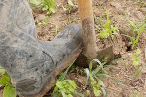 Vlaamse landbouwbodems verliezen organische koolstof