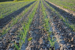 Captura remt uitspoeling met 56 procent