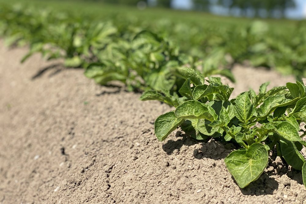 Vroege groei en juiste bemesting bepalend voor stikstofopname pootaardappelen