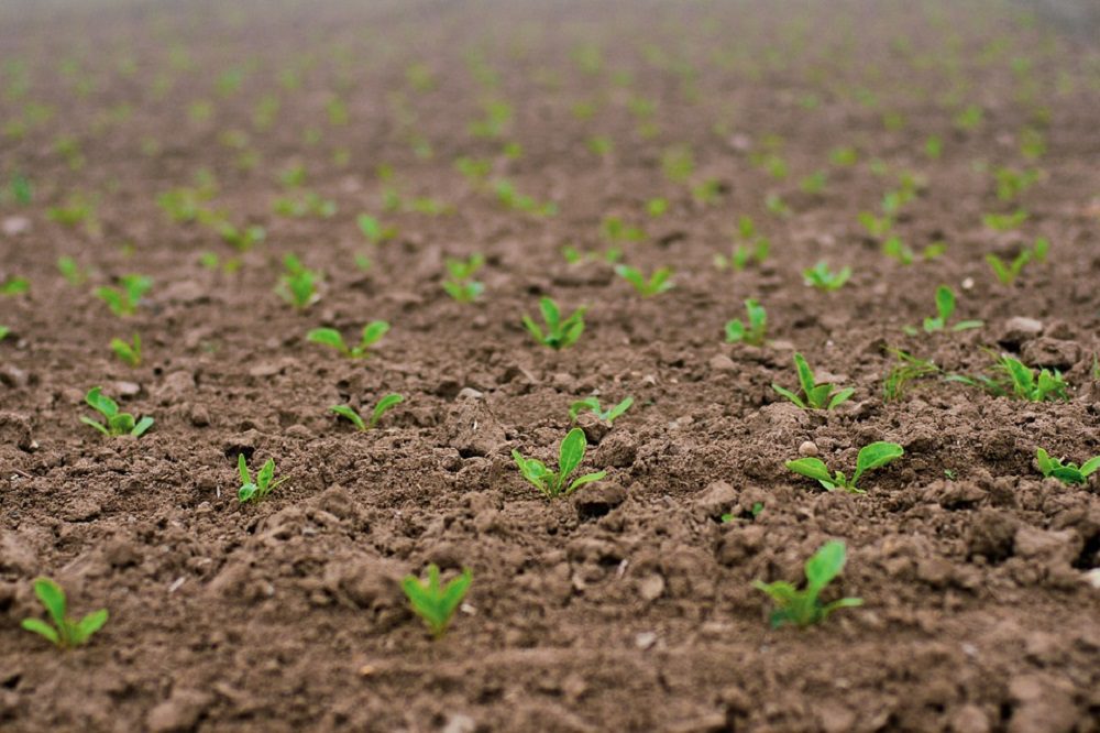 Saldoverschil van 1.139 euro per hectare tussen regio's in suikerbieten