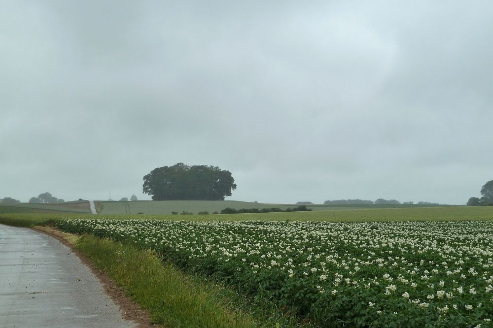Minder aardappelen en suikerbieten, meer grasland en biodiversiteitsvriendelijke teelten