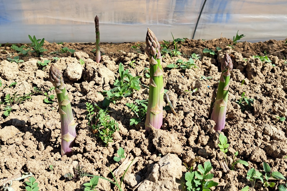 Asperge, een voorjaarsgroente die Belgische telers aanspreekt