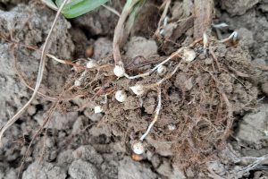 Knolcyperus: een strijd die constante aandacht vereist