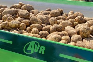 Vlaamse agrohandel op recordniveau, maar aardappelsector voelt druk op exportmarkt