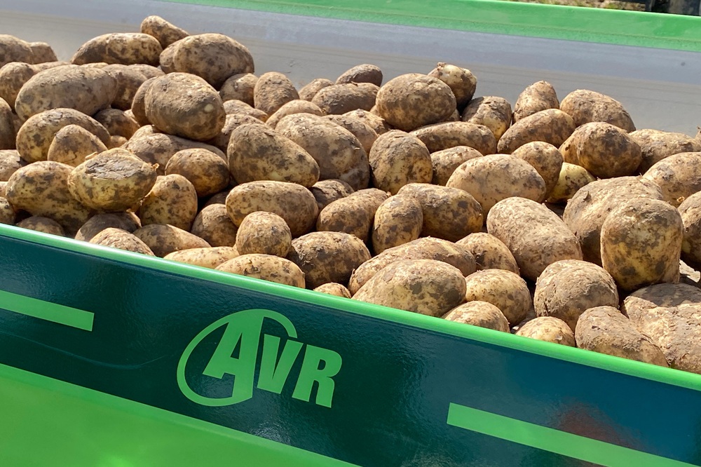 Vlaamse agrohandel op recordniveau, maar aardappelsector voelt druk op exportmarkt