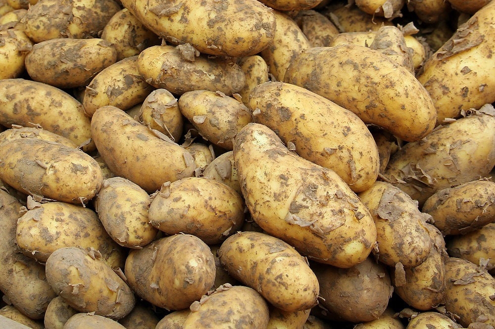 Aardappel blijft troef, maar vraagt blijvende promotie en kennisdeling