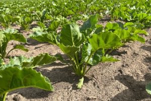 Vroege bladluizen in suikerbieten: nieuwe optie met Sivanto Prime