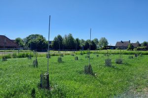 Hazelnoten winnen terrein: praktijkperceel versterkt kennis over teelt in Vlaanderen