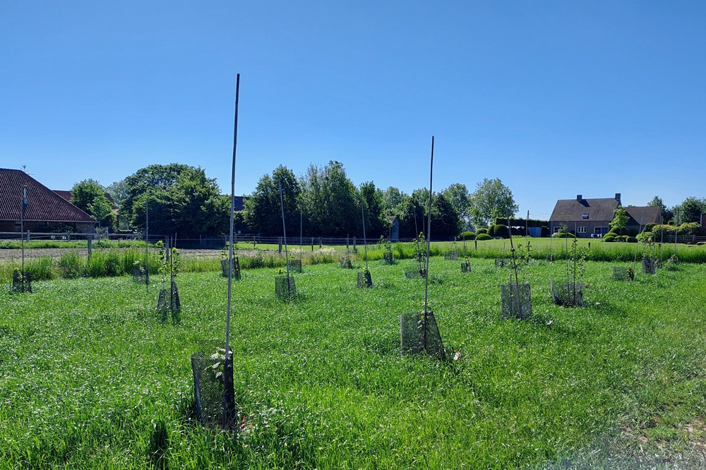 Hazelnoten winnen terrein: praktijkperceel versterkt kennis over teelt in Vlaanderen