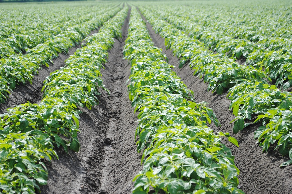 Kaliumfosfonaten versterken de phytophthora-beheersing