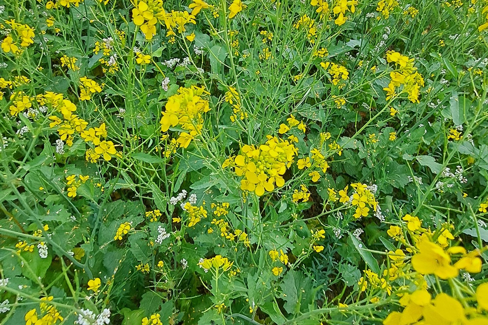 Groenbedekkers voor een gezonde landbouwbodem