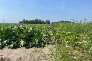 Praktijkervaring met bloemenranden: zo vergroot je de kans op succes