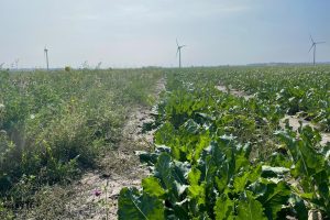 Budgetverhoging voor jonge landbouwers en eco-regelingen