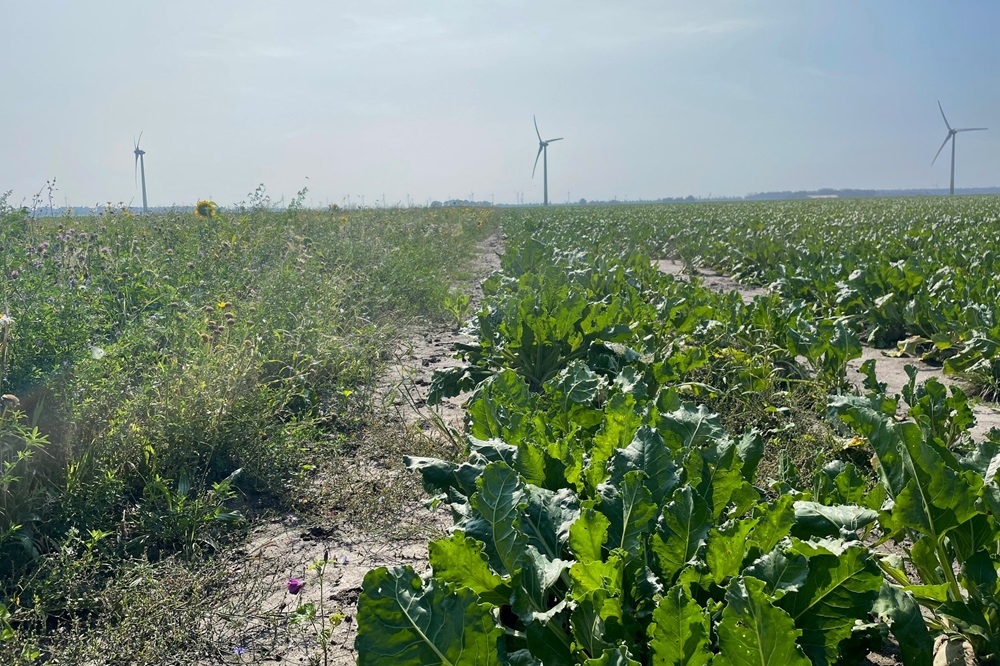 Budgetverhoging voor jonge landbouwers en eco-regelingen