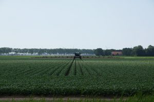 Phytophthora in aardappelen: Helianta als nieuwe mengpartner in het schema
