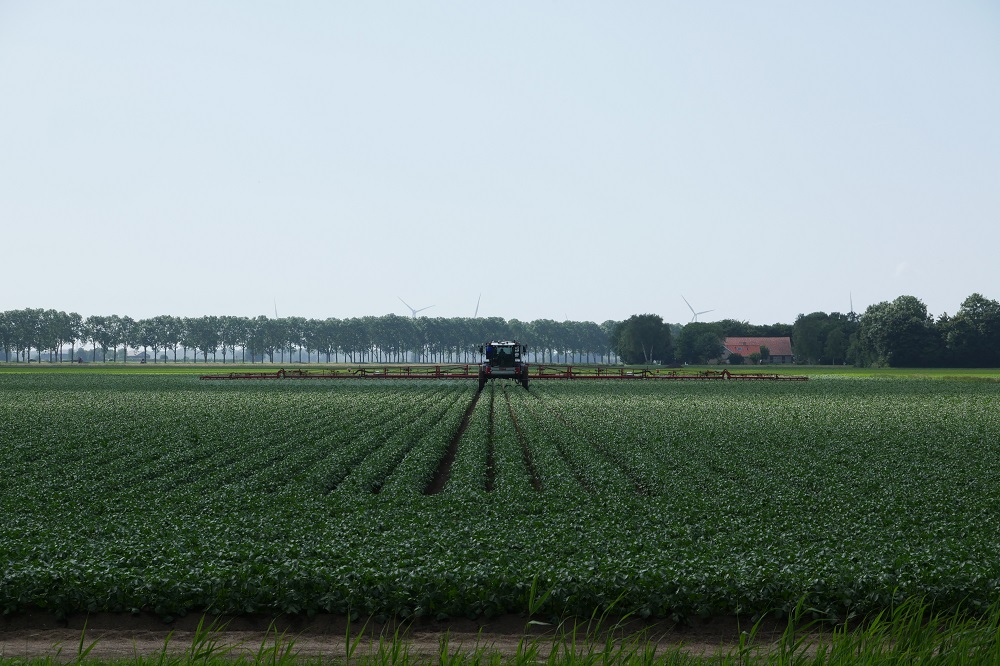 Phytophthora in aardappelen: Helianta als nieuwe mengpartner in het schema