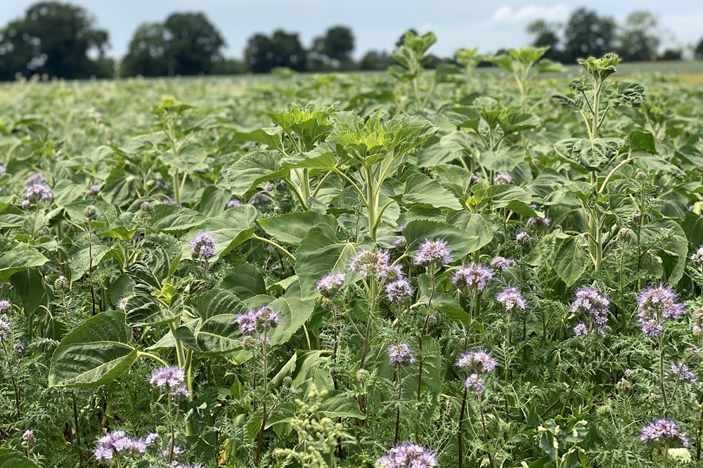 Haal zo veel mogelijk uit de groenbemesterteelt met deze tips