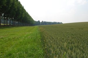 Grasbufferstroken erosie op paarse en rode percelen