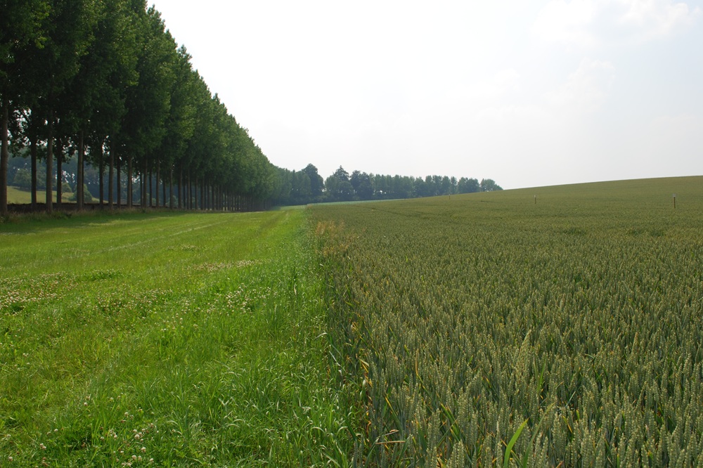 Grasbufferstroken erosie op paarse en rode percelen