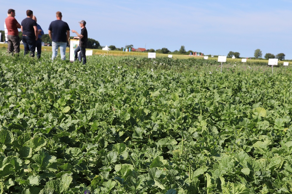 Groenbemesters leveren meer op dan alleen organische stof