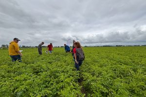 Mulchen in aardappelteelt: minder onkruid en een stabielere bodem