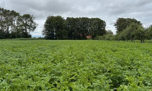 Proef onderzoekt effect van mulch op bladluizen in aardappelen