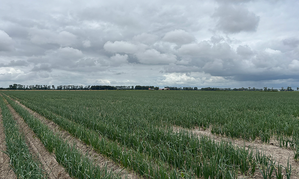 Onderzoek verkent effect van mulch op weerbaarheid van uien en trips