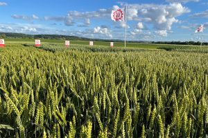 Limagrain presenteert nieuwe groenbemesters en wijst op voordelen hybride tarwe