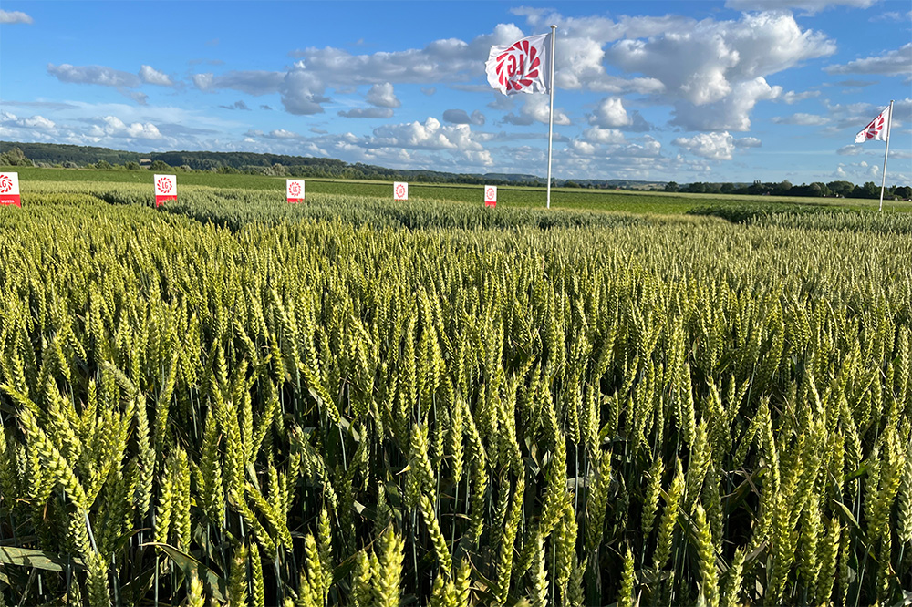 Limagrain presenteert nieuwe groenbemesters en wijst op voordelen hybride tarwe