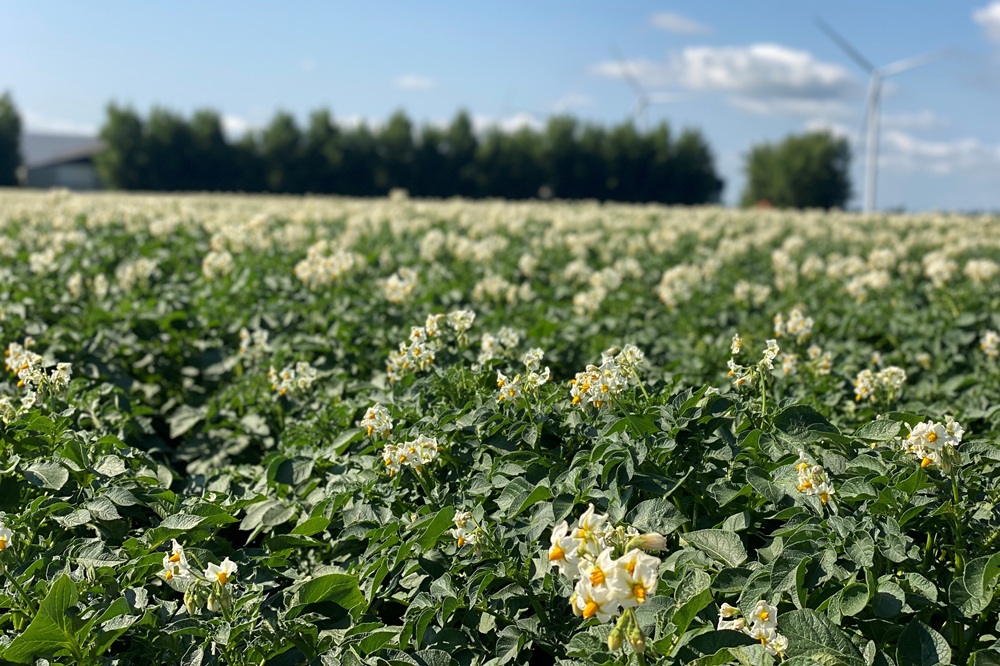 NEPG: aardappeloogst 2026 mogelijk een van kleinste in tien jaar