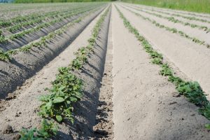 Luizengaas moet virusbesmetting in pootgoedteelt verder beperken