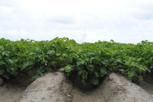 Akkerbouwer Mischa Raedts kiest voor rendement met ‘grove precisielandbouw’
