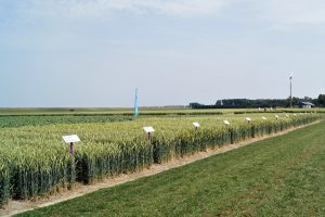 Rassenkeuze wintertarwe: zoeken naar de juiste balans