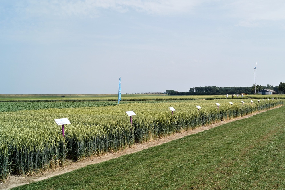 Gids door het landschap van wintertarwerassen