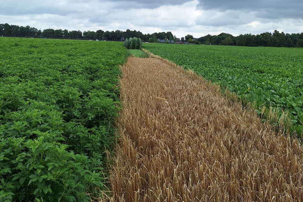 Aardappelteelt begint al jaren voordat het pootgoed de grond in gaat